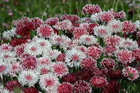 Cornflower, Classic Romantic