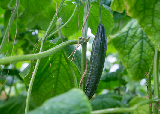 Cucumber, Telegraph Improved