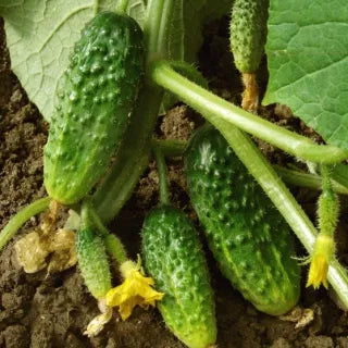 Cucumber, Wisconsin SMR-58