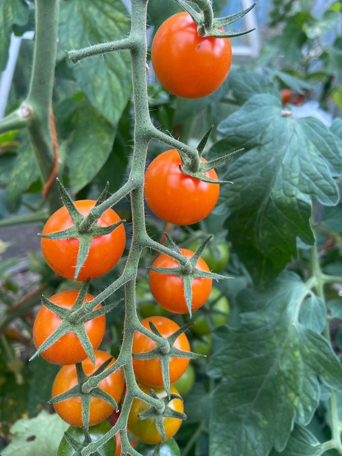 Tomato, Sungold F1
