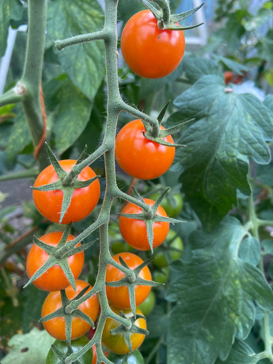 Tomato, Sungold F1