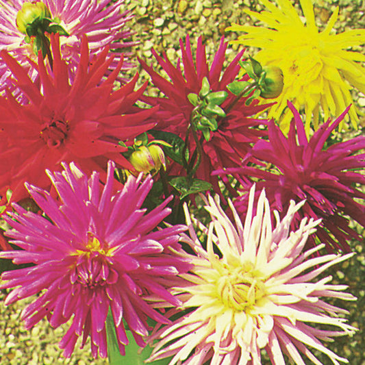 Dahlia, Cactus Hybrids