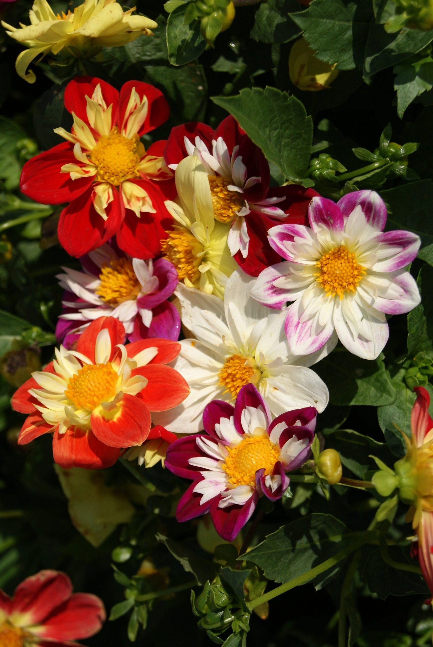 Dahlia, Dandy