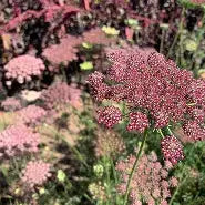 Daucas carota (Queen Anne's Lace), Purple Kisses