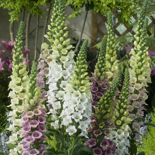 Digitalis, Candy Mountain