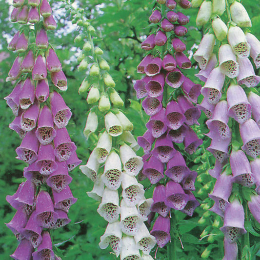 Digitalis, Excelsior Hybrids