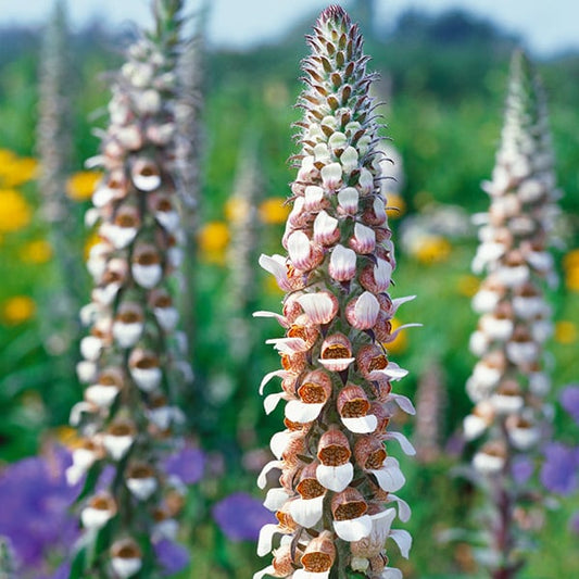 Digitalis lanata, Cafe Creme