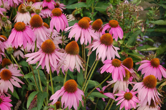 Echinacea purpurea