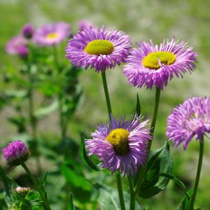 Erigeron, Pink Jewel