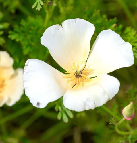 Eschscholzia (California Poppy), White Linen