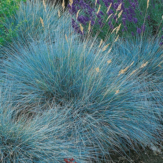 Festuca glauca