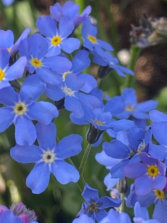 Forget Me Not, Ultramarine
