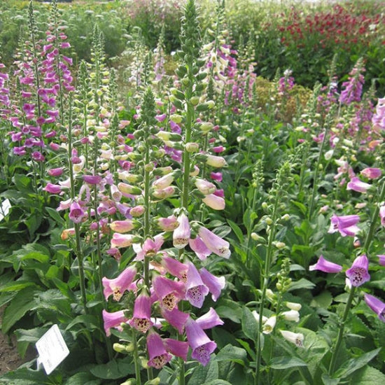 Digitalis, Foxy
