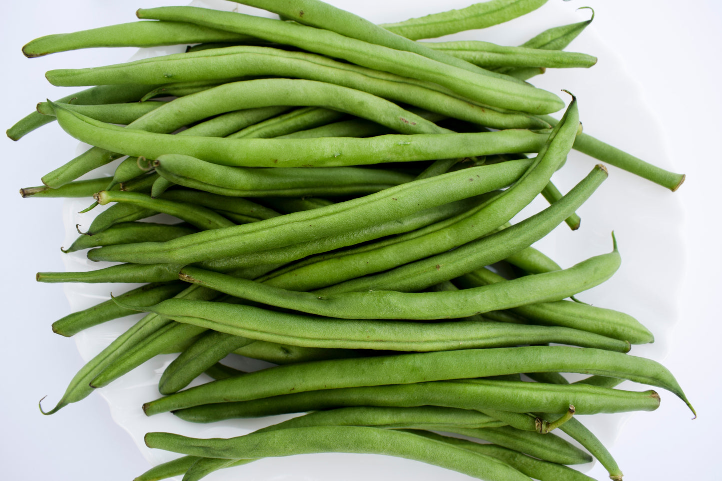 Dwarf French Bean, Tendergreen