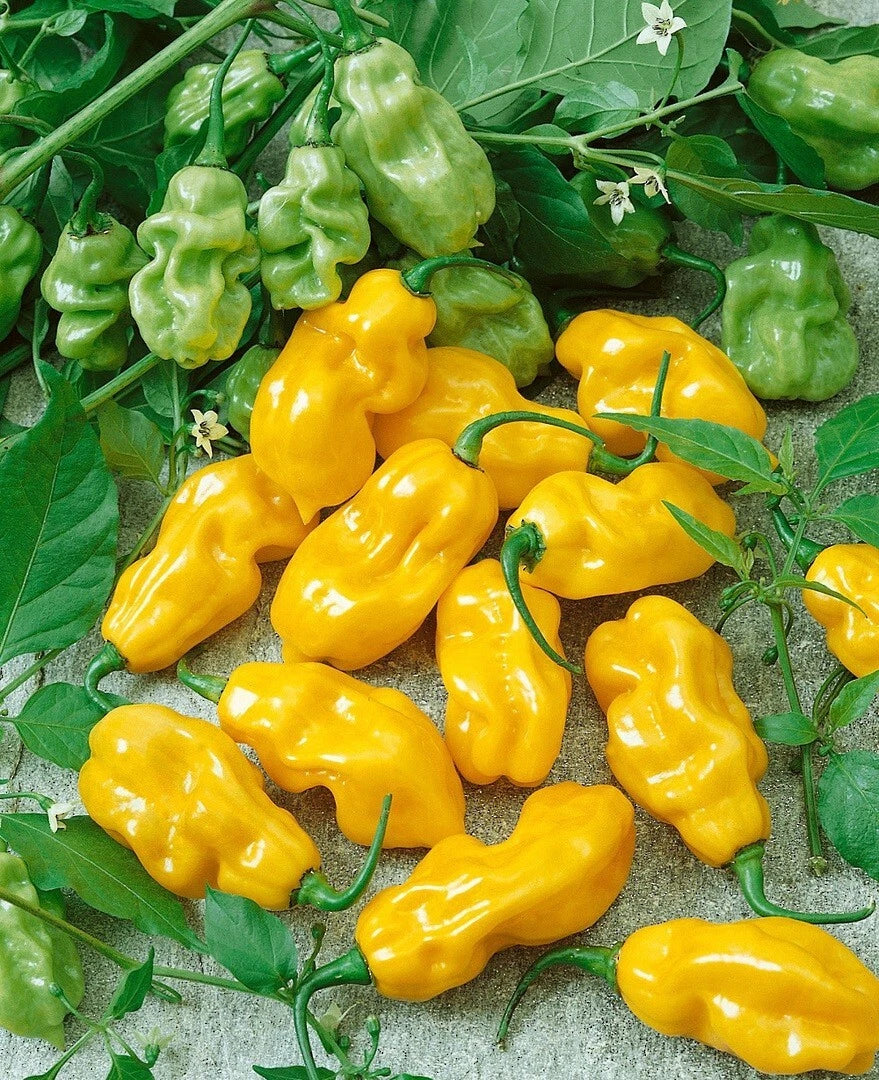 Chilli, Habanero Yellow
