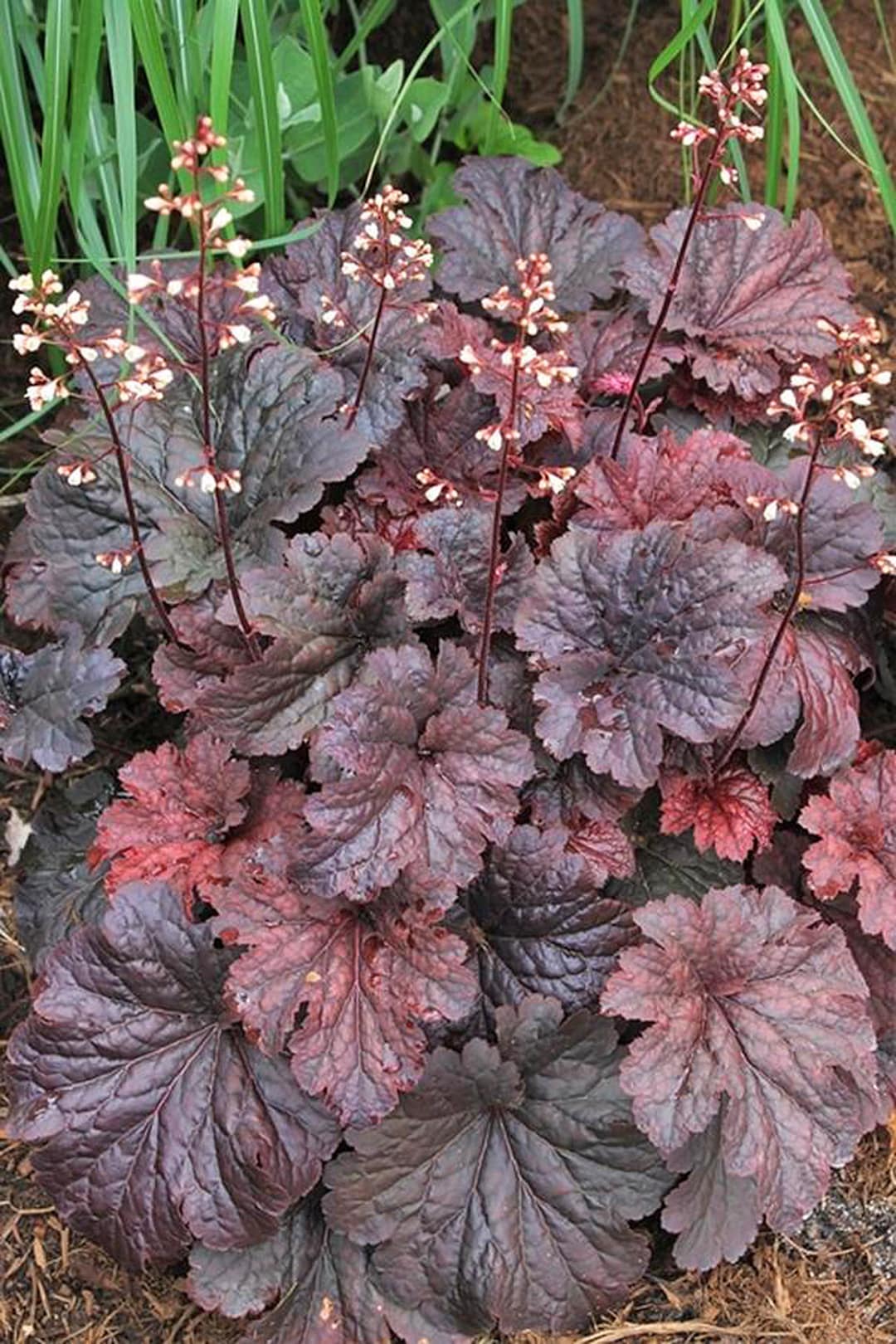 Heuchera, Bressingham Hybrids