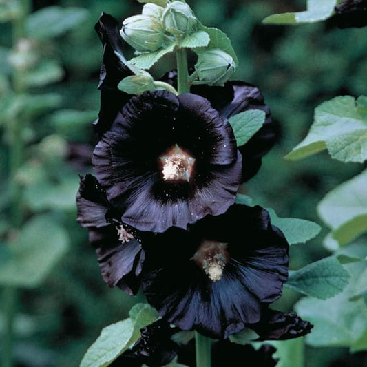 Hollyhock, Black Knight