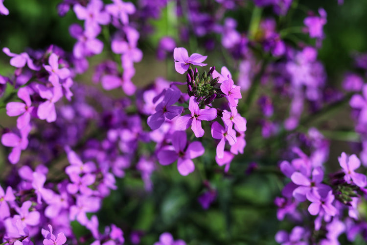 Honesty Growing Guide | How to Sow and Grow Honesty – Collie Flowers Ltd