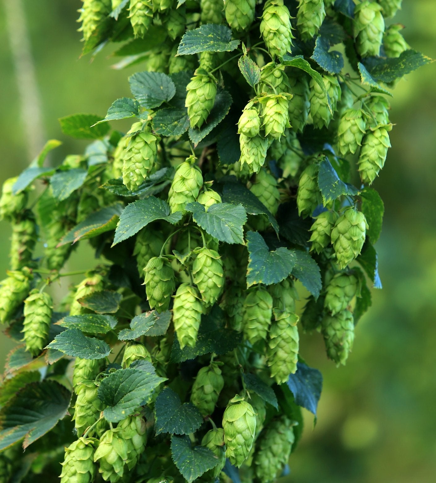 Herb Hop (Humulus lupulus)