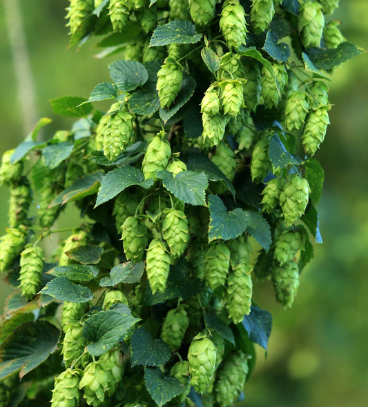 Herb Hop (Humulus lupulus)