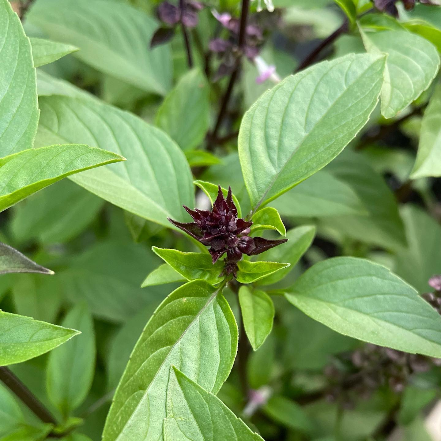 Cinnamon Basil