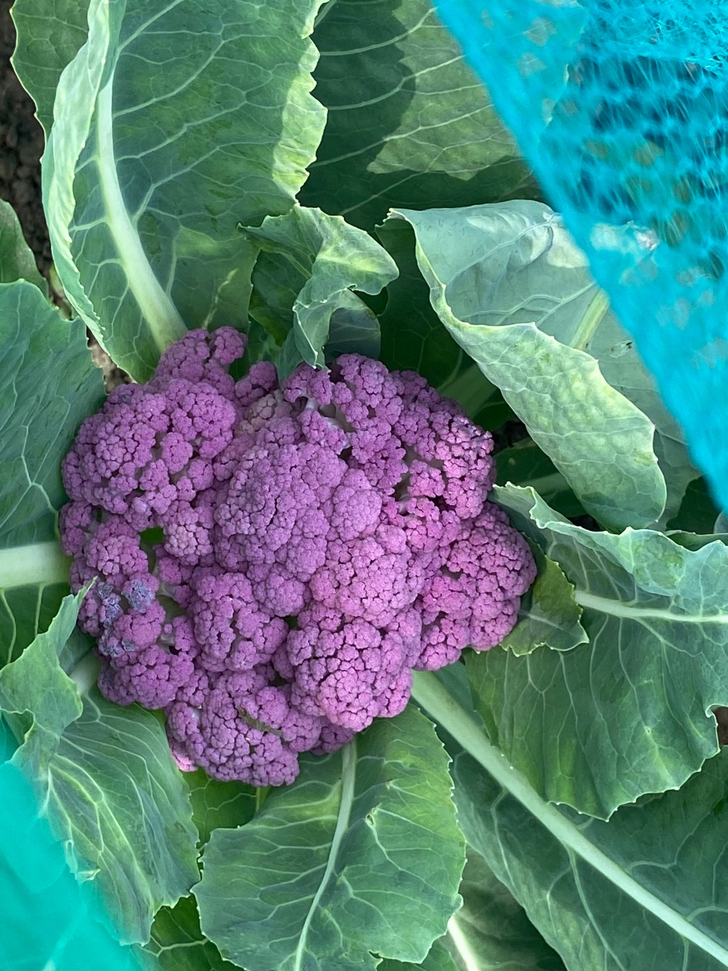 Cauliflower, Sicilian Violet