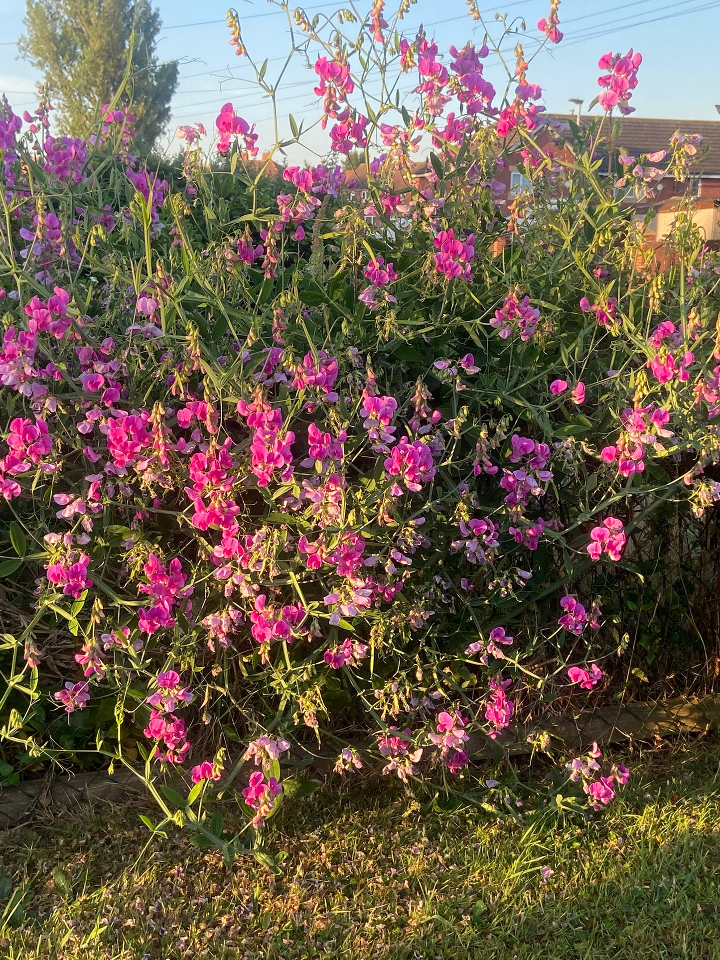 Sweet Pea, Everlasting Newland Pink Mix