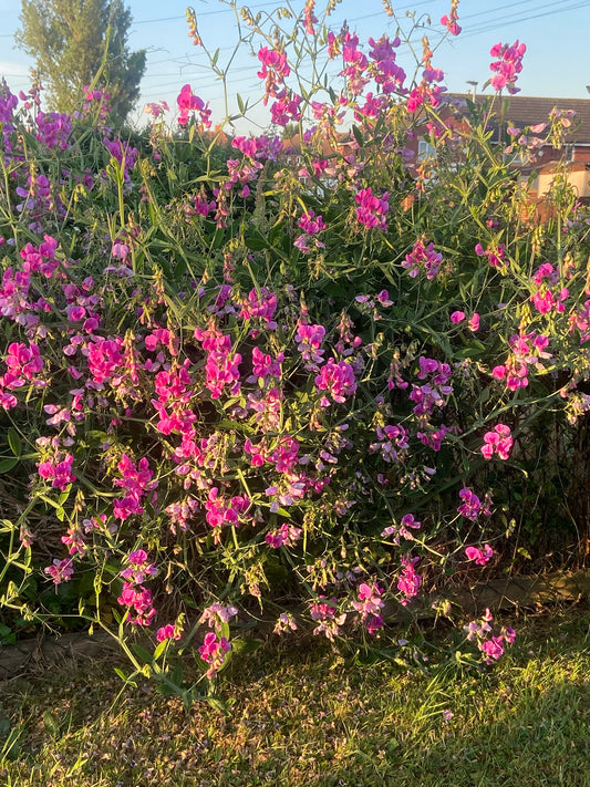 Sweet Pea, Everlasting Newland Pink Mix
