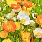 Papaver Nudicale (Icelandic Poppy), Artists Glory Mix