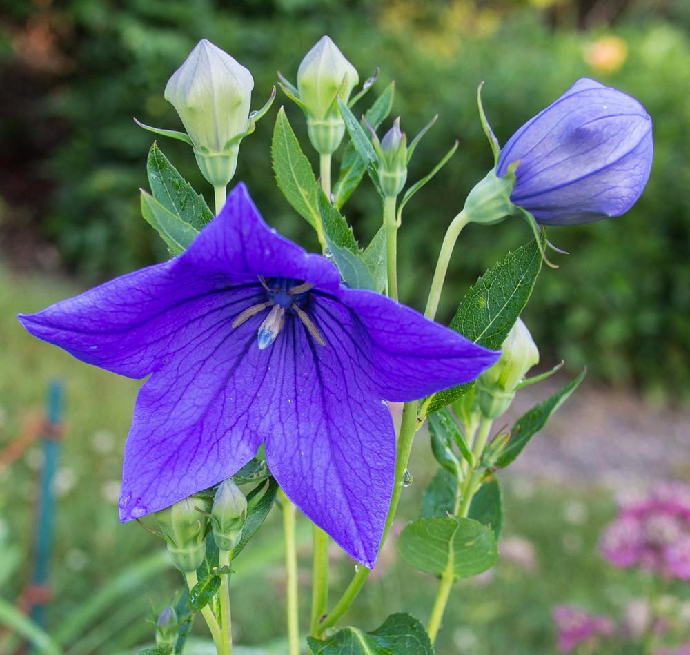 Platycodon grandiflorus, Blue (Balloon Flower)