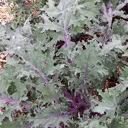 Kale, Red Russian