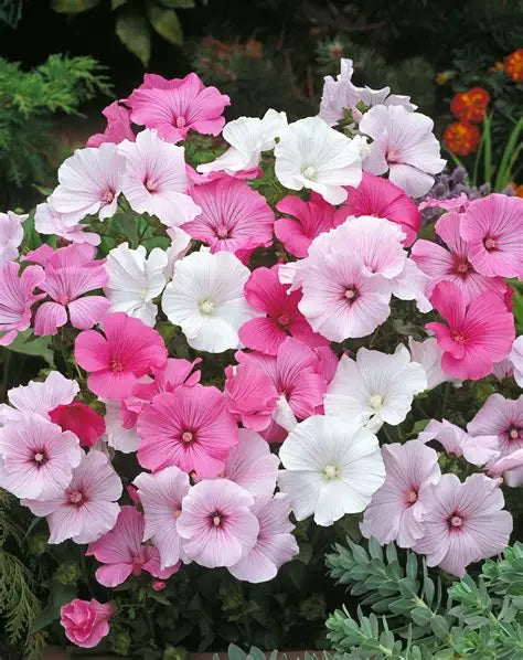 Lavatera, Beauty Mixed