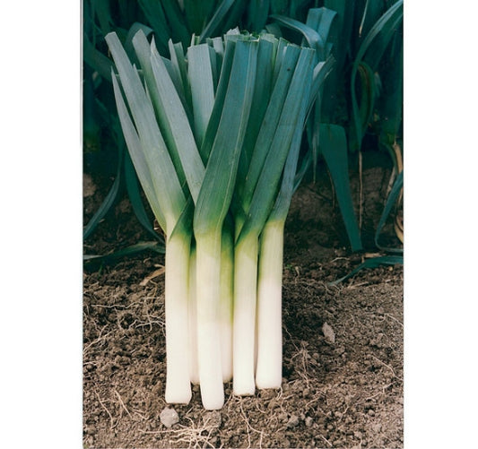 Leek, Porbella
