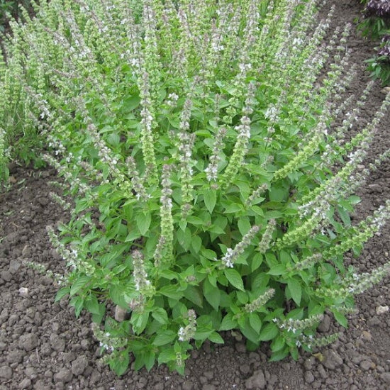 Basil, Lemon Basil