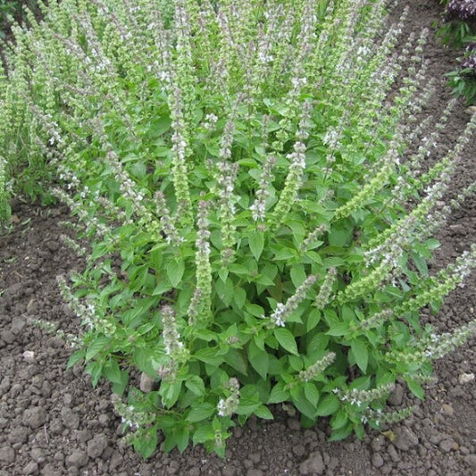 Basil, Lemon Basil