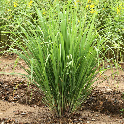 Lemongrass