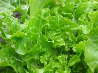 Lettuce, Salad Bowl Green
