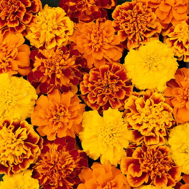 Marigold, Bonanza