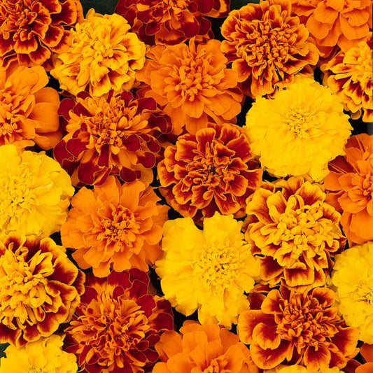 Marigold, Bonanza