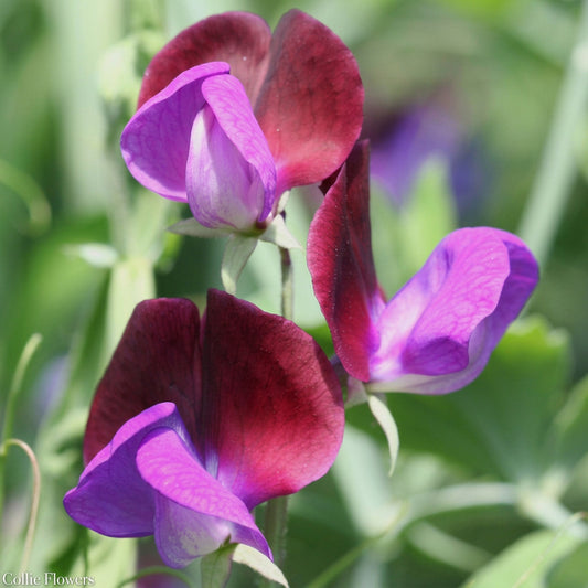 Close-up of purple and burgundy Matucana Sweet Pea flowers with a blurred green background