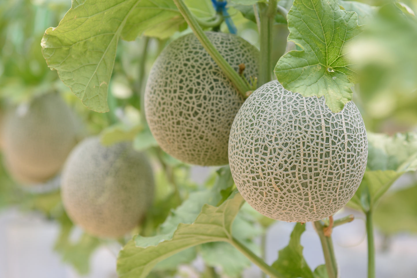 Melon, Blenheim Orange