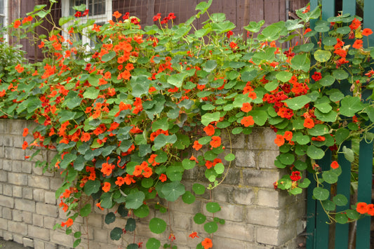 Nasturtium, Climbing Mix (Tall)