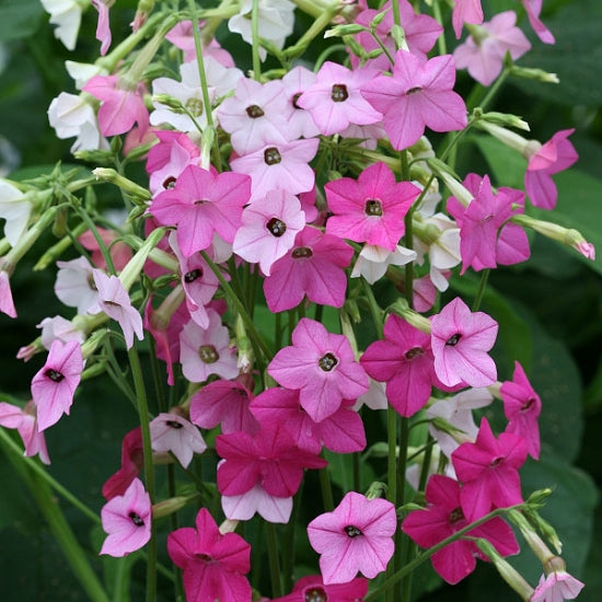 Close-up of Nicotiana Whispers, pink and white flowers with green leaves