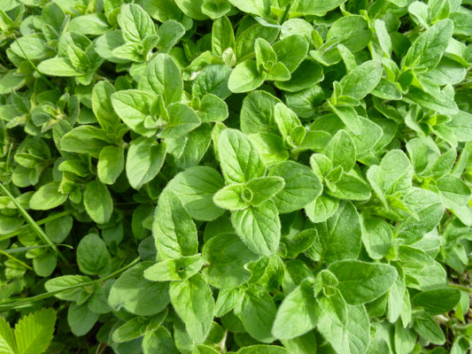 Oregano, Greek