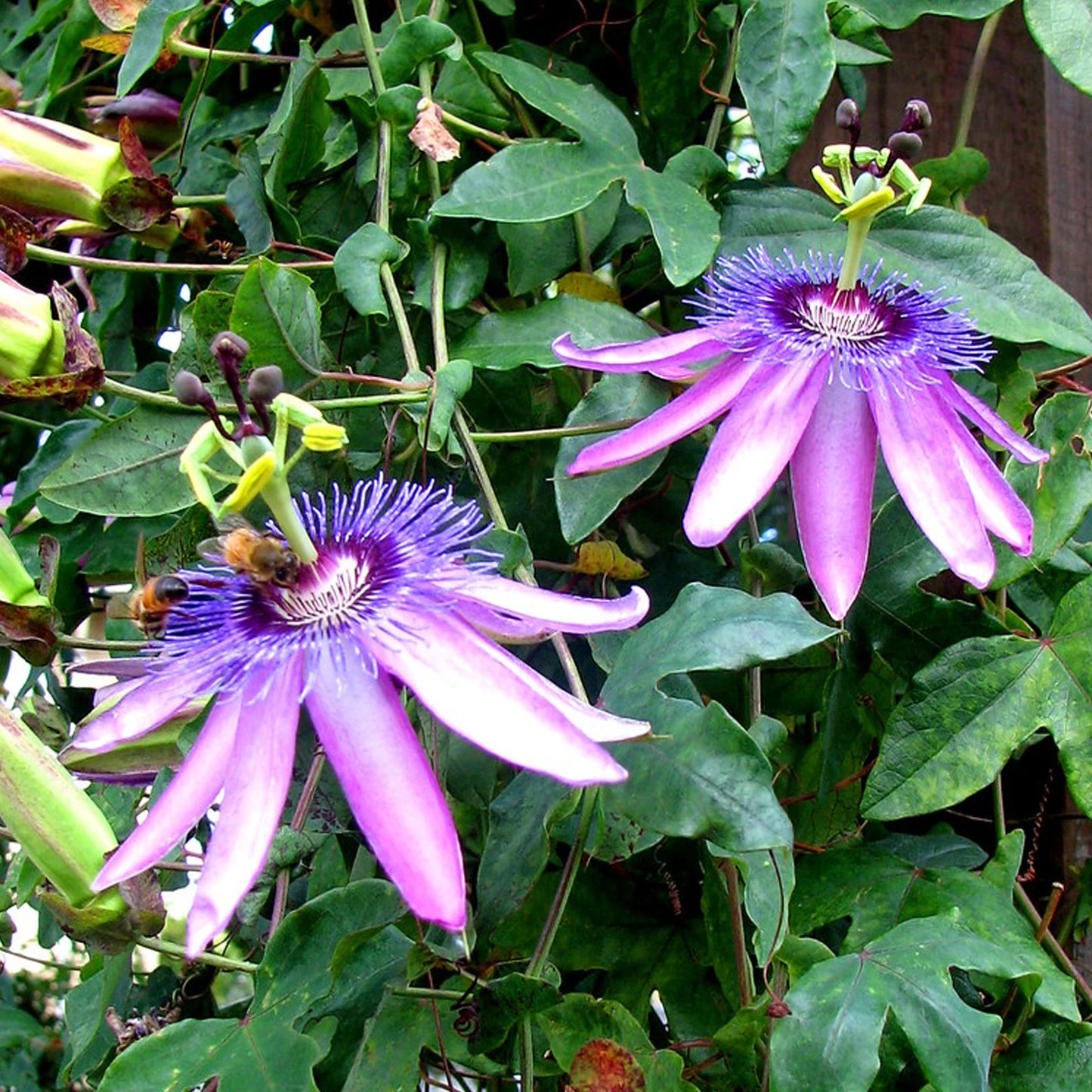 Passion Flower
