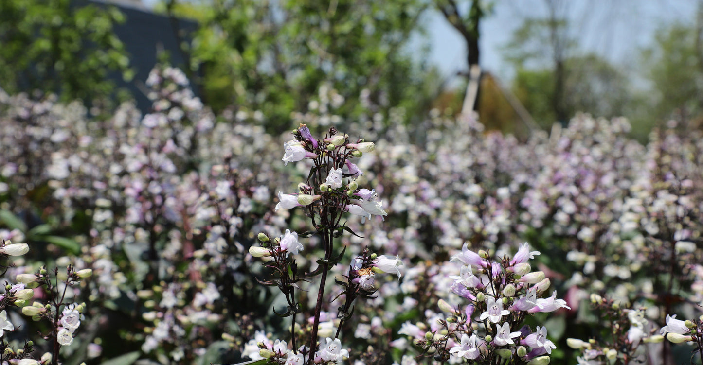 Penstemon digitalis, Mystica