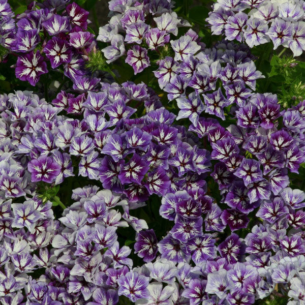 Phlox grandiflora, Sugar Stars