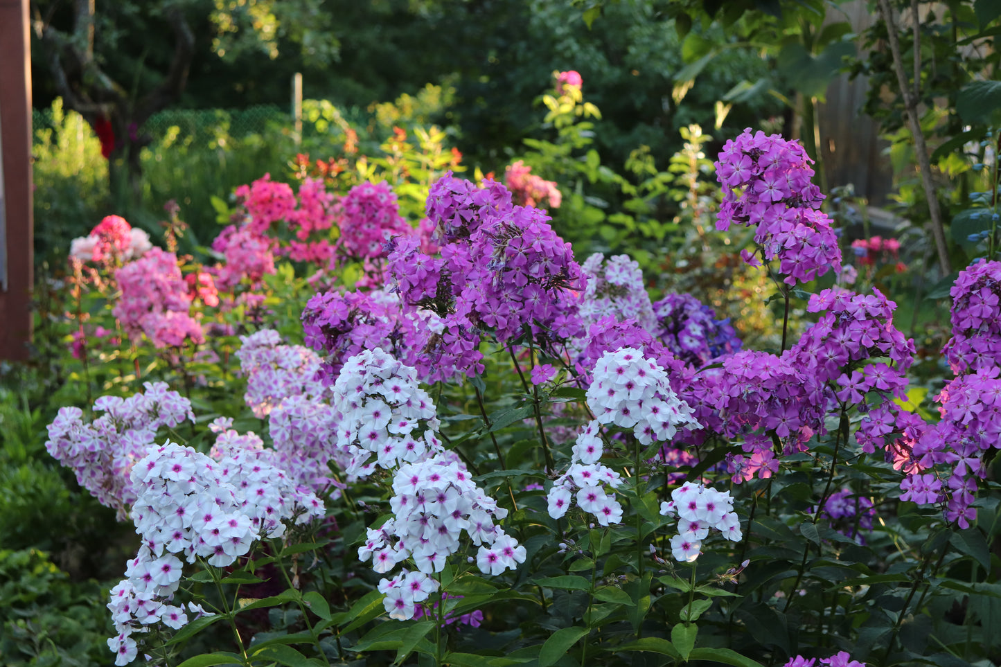 Phlox grandiflora, Tall Series