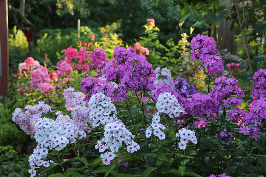 Phlox grandiflora, Tall Series