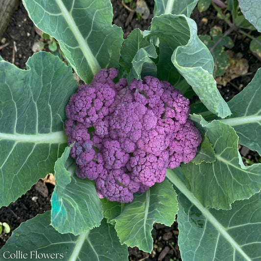 A close-up of a purple cauliflower head growing among large green leaves,